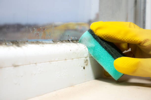 Best Post-Flood Mold Remediation in Milford, IN